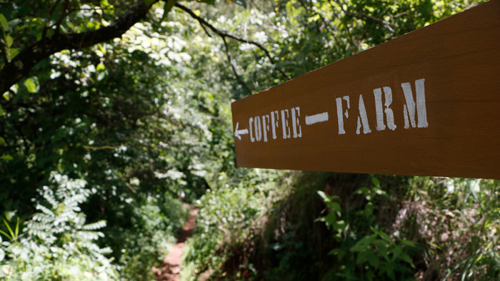 Coffee Farm Signboard at Songwa
